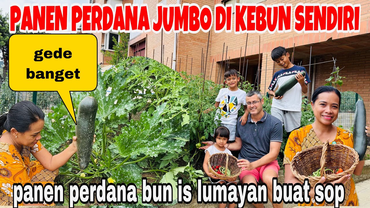 PANEN PERDANA BUNCIS &ZUCCHINI JUMBO DI KEBUN SENDIRI ‼️