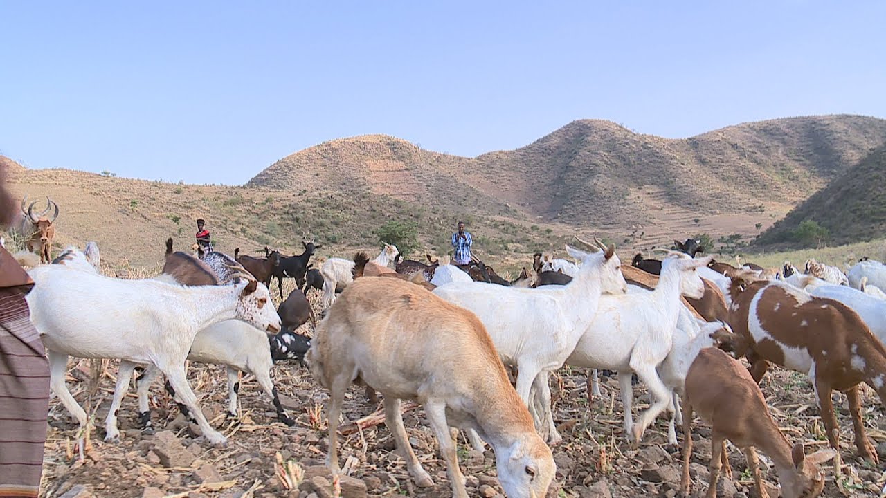 ፍየል ወደ አውሮፓ ኤክስፖርት ላደርግ ነው | በፍየል ተለውጫለሁ | ወጣቱ ምክሬን ከሰማ | በግና ፍየል እርባታ #sheepfarm #sheepgoat #farm