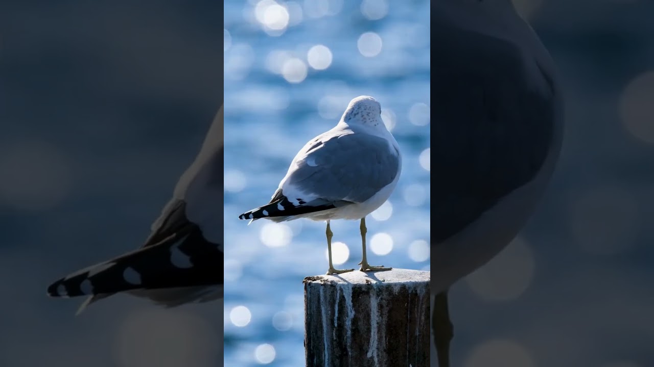 Beautiful Seagull Perched on a Tree Trunk in the Middle of a Lake
