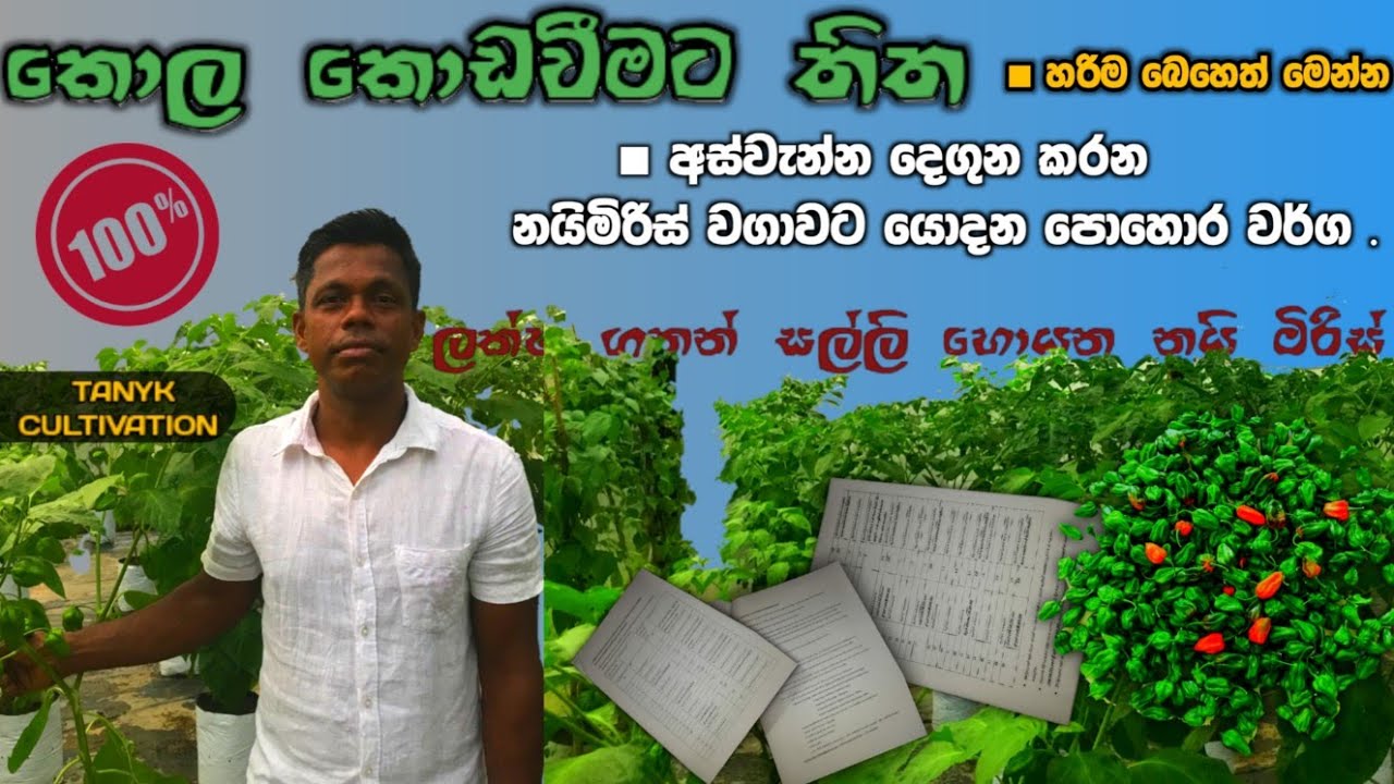 කොල කොඩ වීමට හරියනම බෙහෙත | scotch bonnet | miris kola kodawiimata beheth | මිරිස් වගාවට ඕන පොහොර .