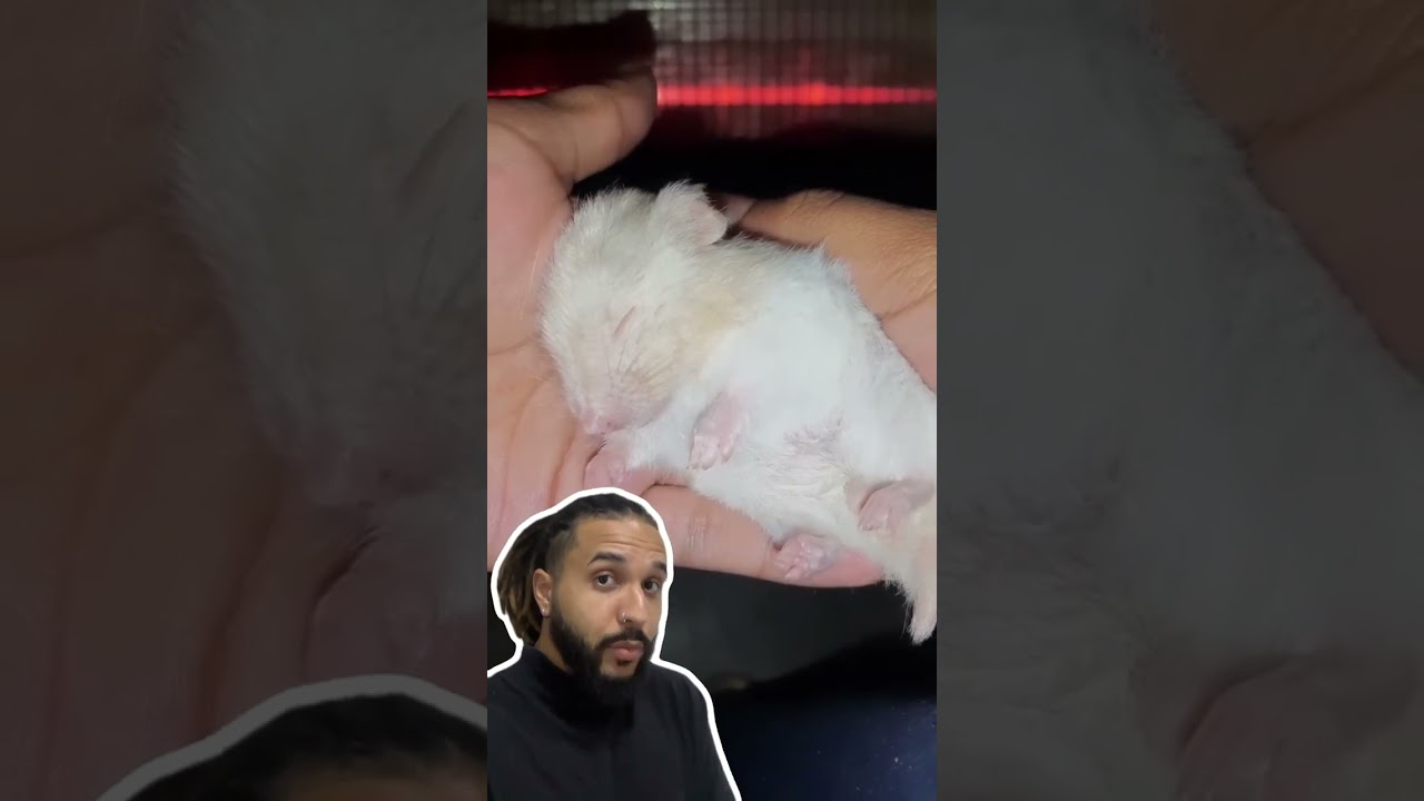 Como saber se ser hamster est&aacute; em torpor ou MORREU?