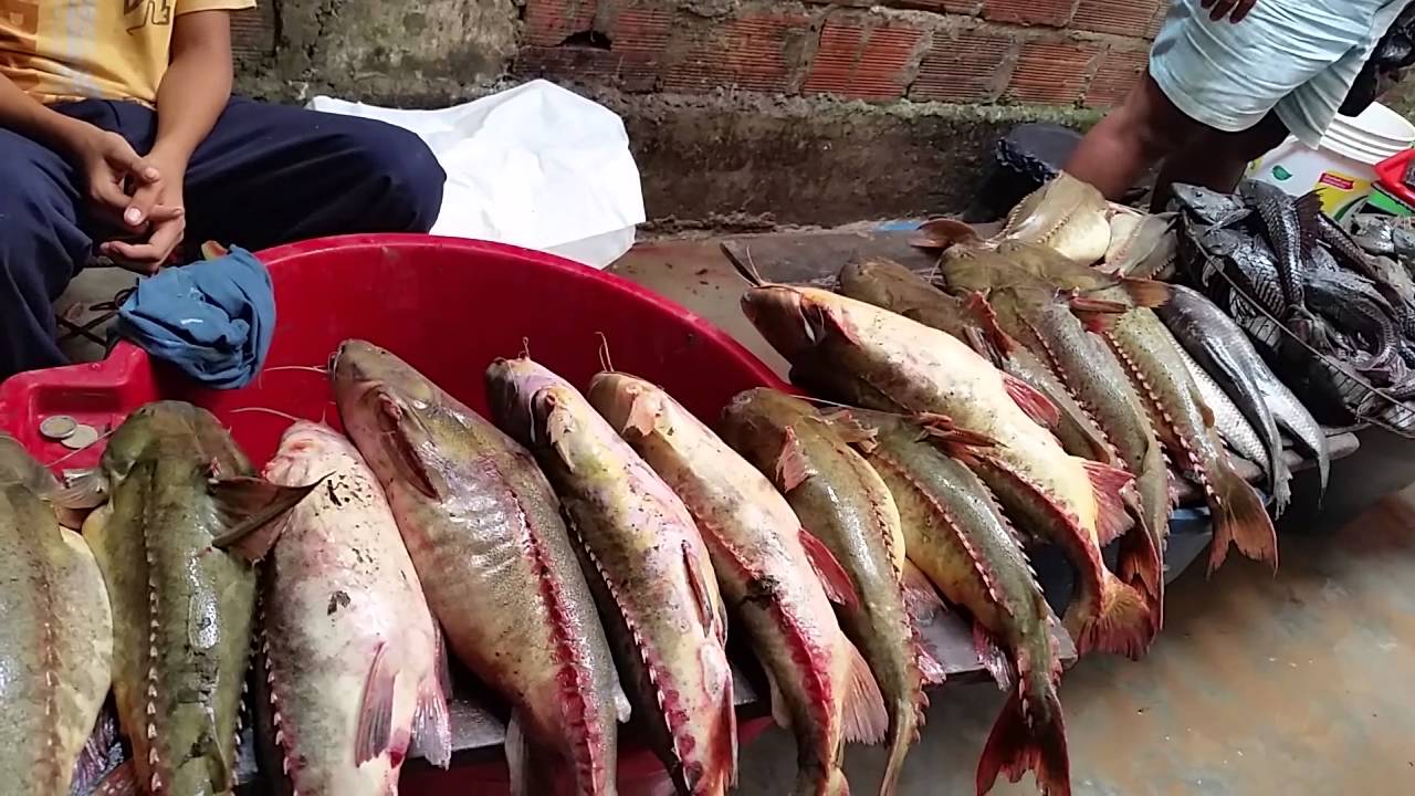 Yarinacocha mercado pescados calles