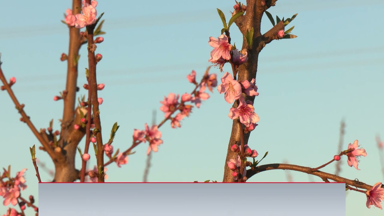 El sol accelera la floració dels arbres fruiters i impulsa les experiències de La Ribera en Flor