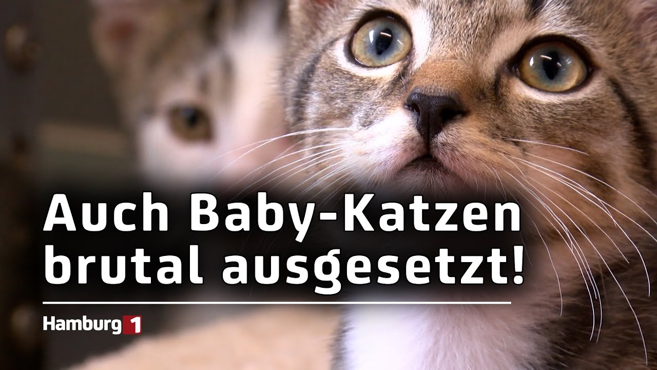 300 ausgesetzte Tiere: Zu Ferienbeginn landen viele Haustiere auf der Stra&szlig;e