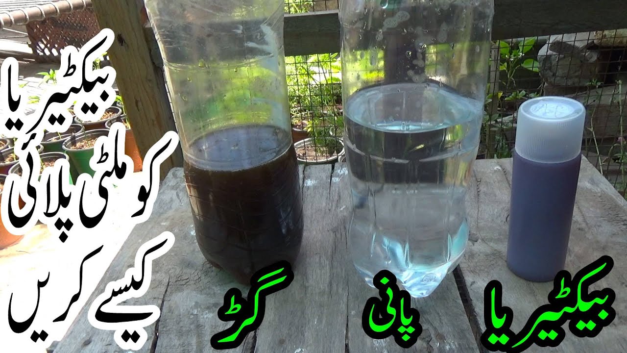 How to Multiple Fertilizer Making Bacteria at Home | Mother Culture of Bacteria