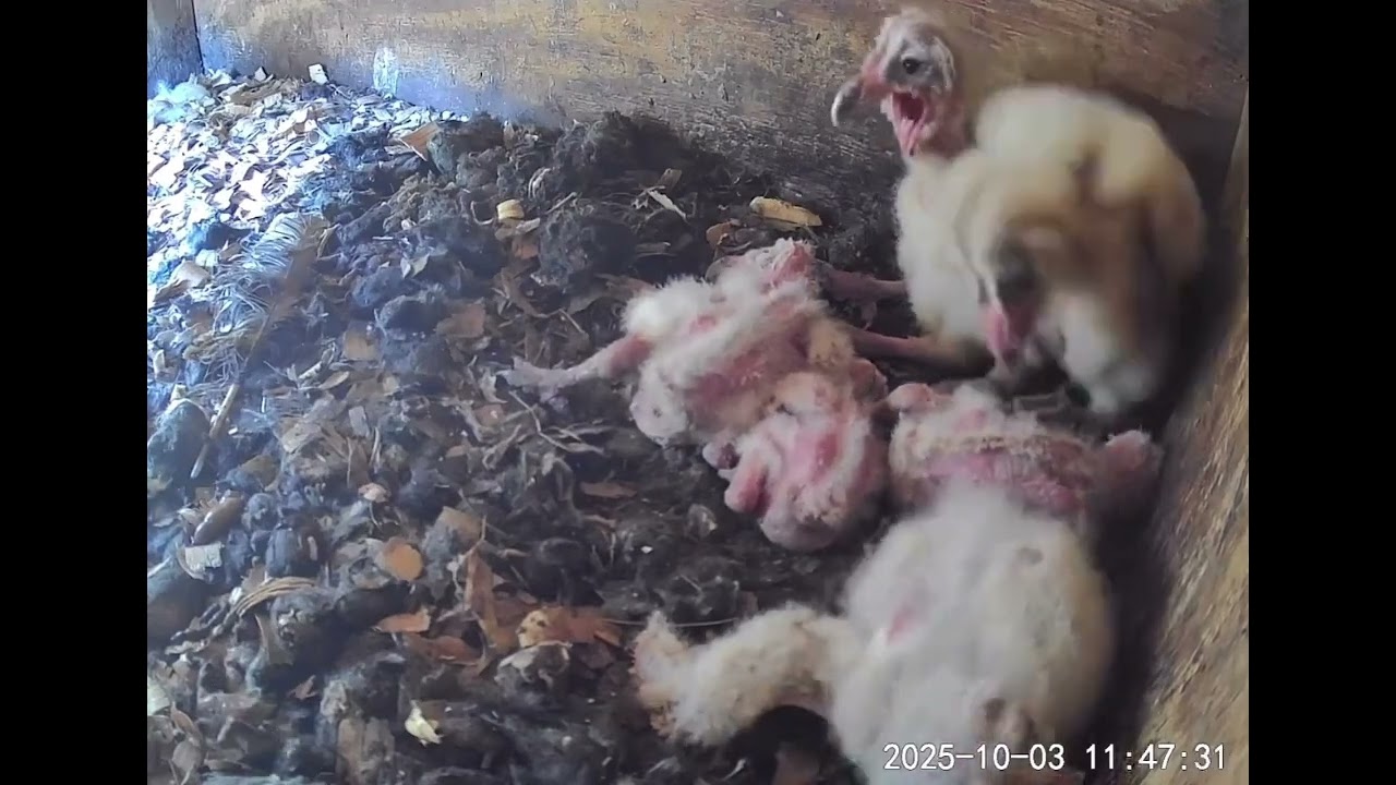 6 BarnOwlBabies HIGH SPEED
