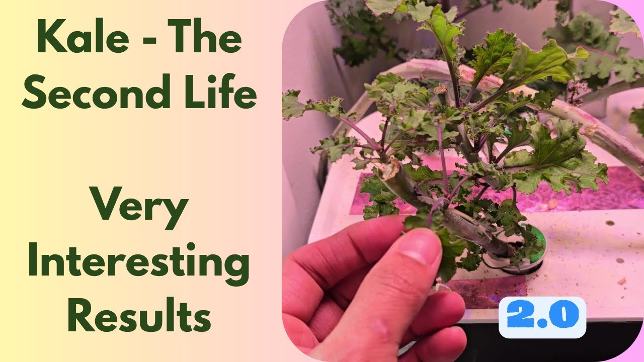 Scarlet Kale - The Second Life -  Growing in Spider Farmer Hydroponics System