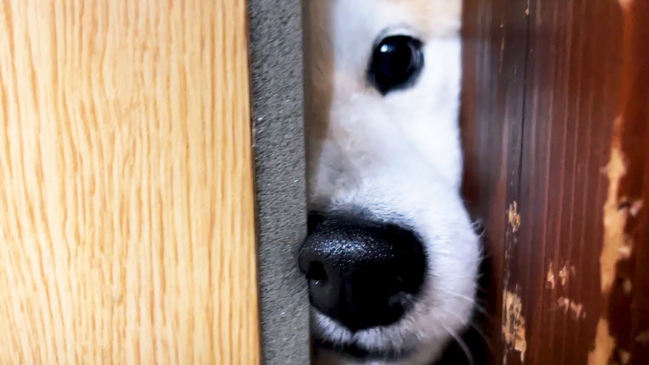 Look into the bedroom to see the sleeping shibe