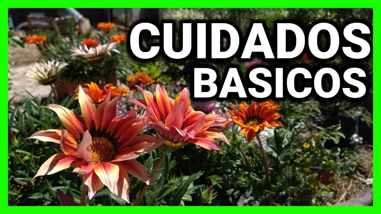 GAZANIAS CULTIVO RESPONDIENDO PREGUNTAS  y  dato curioso sobre la floración FASCIACION