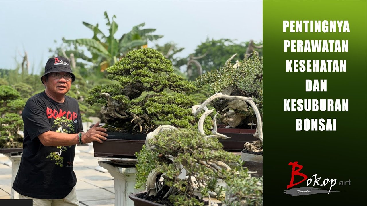 PENTINGNYA PERAWATAN KESEHATAN DAN KESUBURAN BONSAI