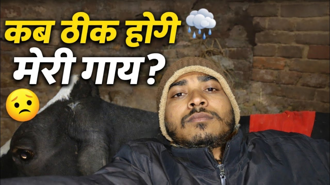 कब ठीक होगी मेरी गाय 😭
