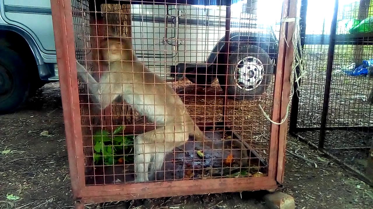 The monkey trapped in the cage of the forest