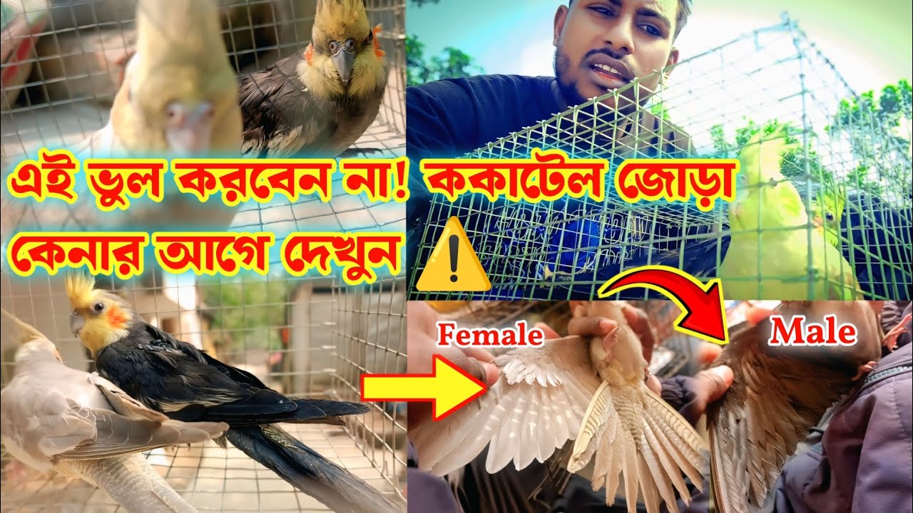 হাউ টু আইডেন্টিফাই মেল ফিমেল ককাটেল | Cockatiel Male Female Identification #MaleFemaleIdentification