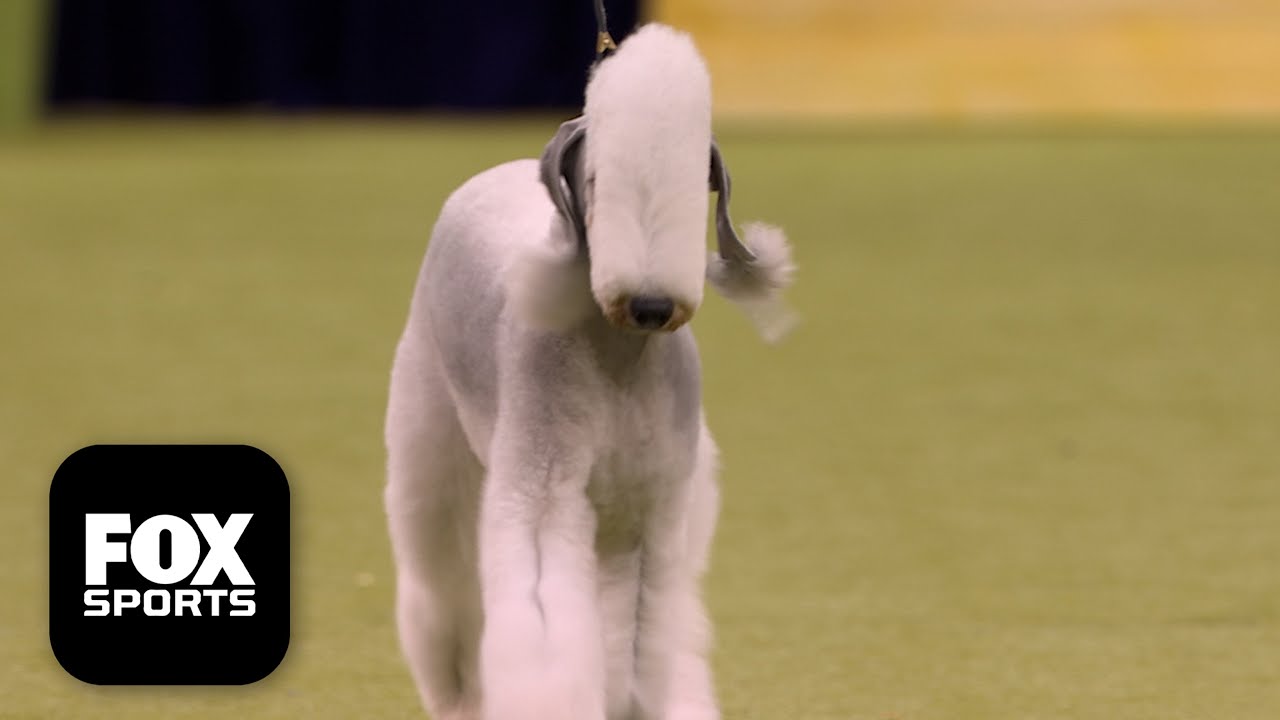 The Terrier Group 🐕 2026 Westminster Dog Show
