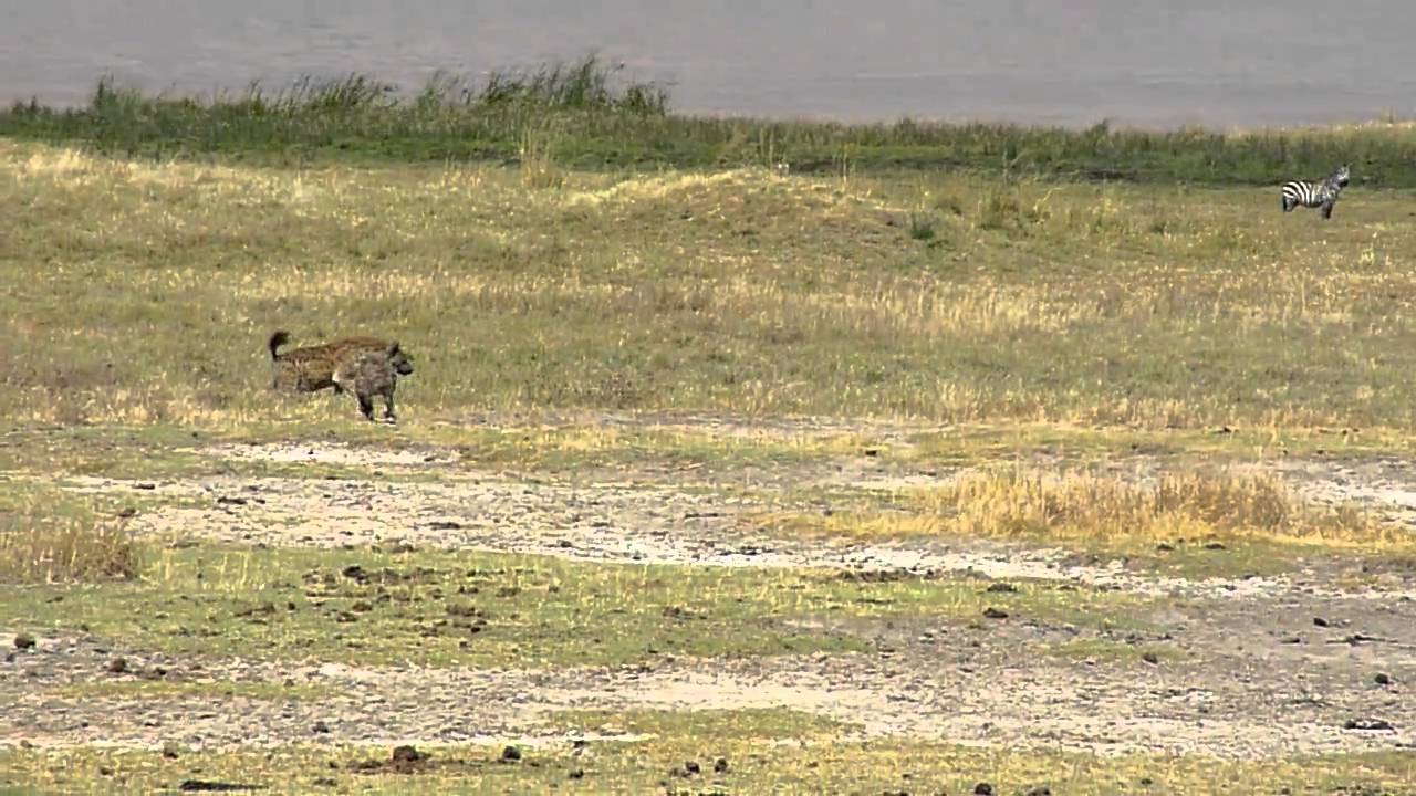 Lions & hyenas face off 1 E