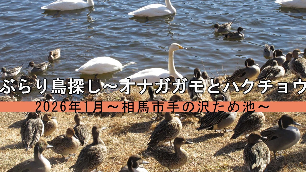 ぶらり鳥探し～オナガガモとハクチョウ　2026年１月～相馬市手の沢ため池～