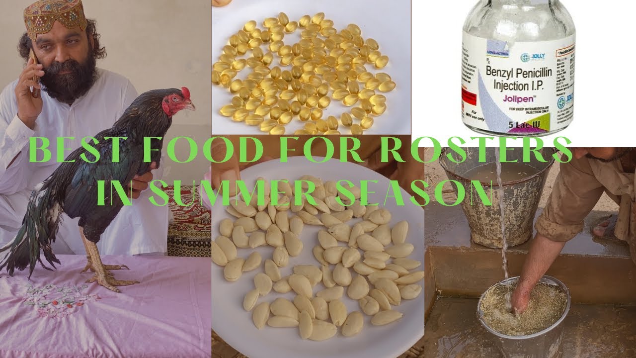 Best Food For Rosters in Summer Season