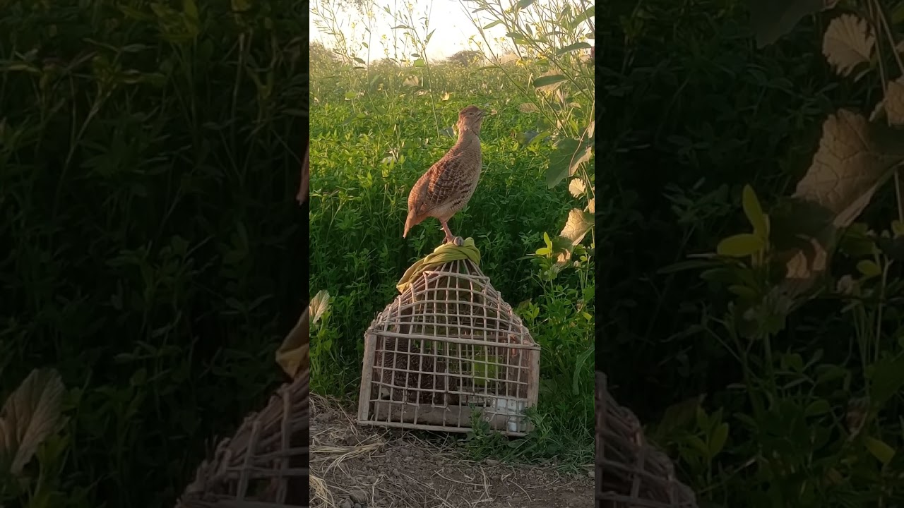 #*^fdbct lhy kvft #gfkhyv tittar کی aawaz