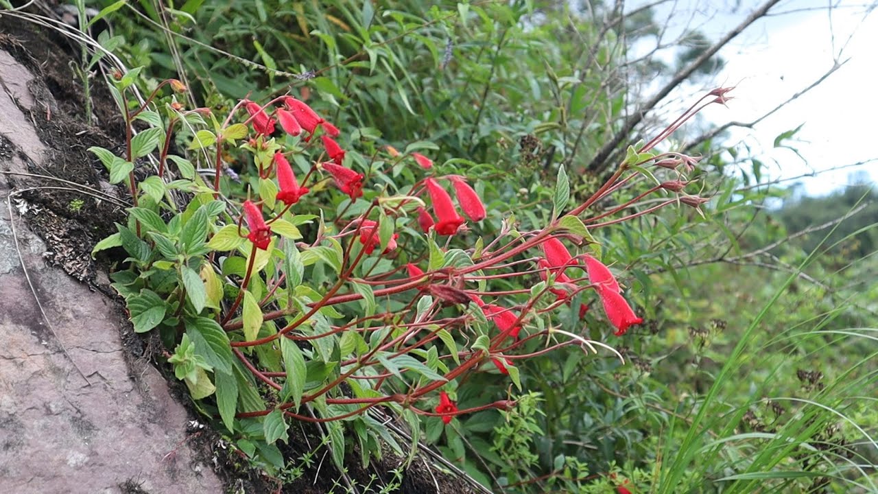 Seemannia nematanthodes en su habitad natural - flora argentina - plantas silvestres