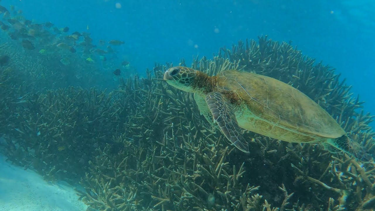 MANTA RAYS, turtles, SHARKS, whales, dolphins & BULLARA STATION!