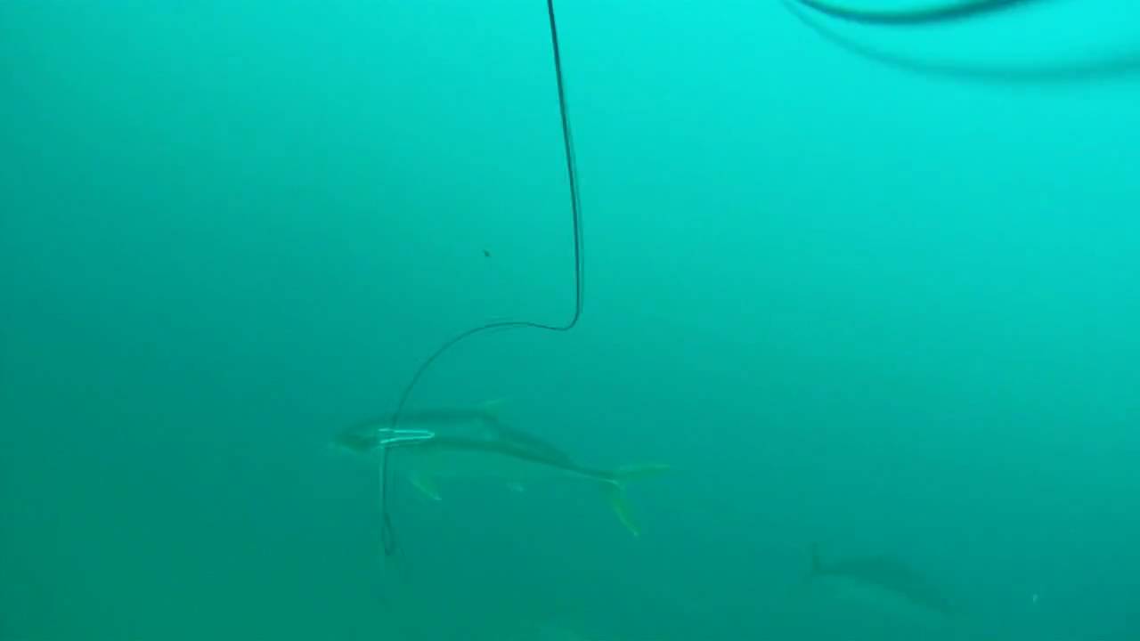 MAKO Spearguns (Rapid On/Off) Speargun Camera Mounting System