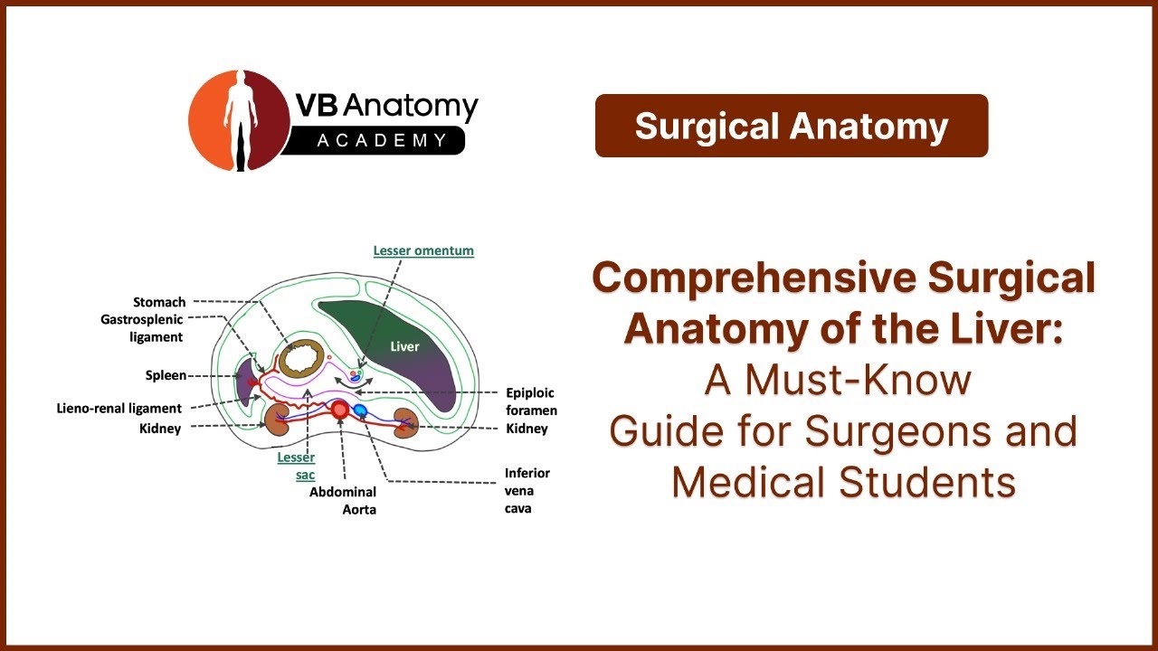 Comprehensive Surgical Anatomy of the Liver: A Must-Know Guide for Surgeons and Medical Students