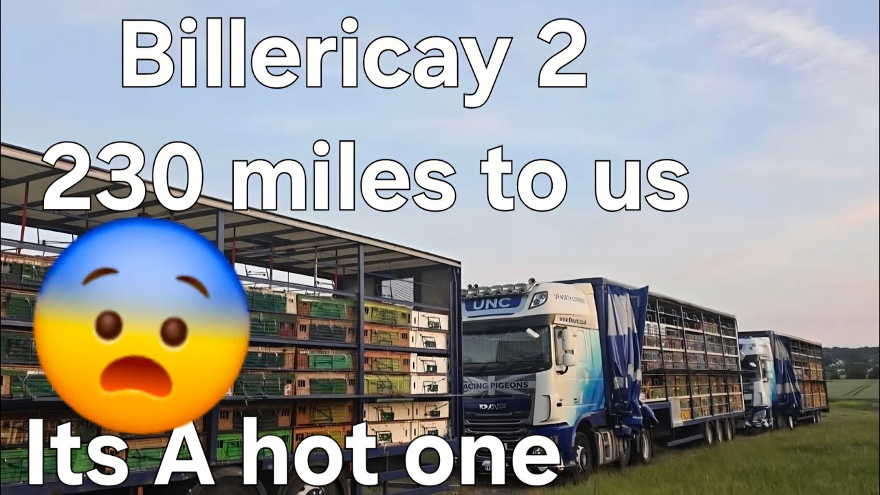 Pigeon Racing from Billericay 2 