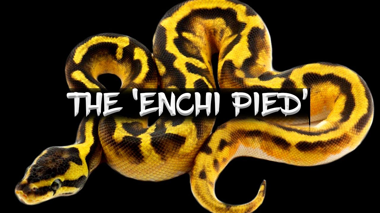 The 'Enchi Pied' Ball Python!