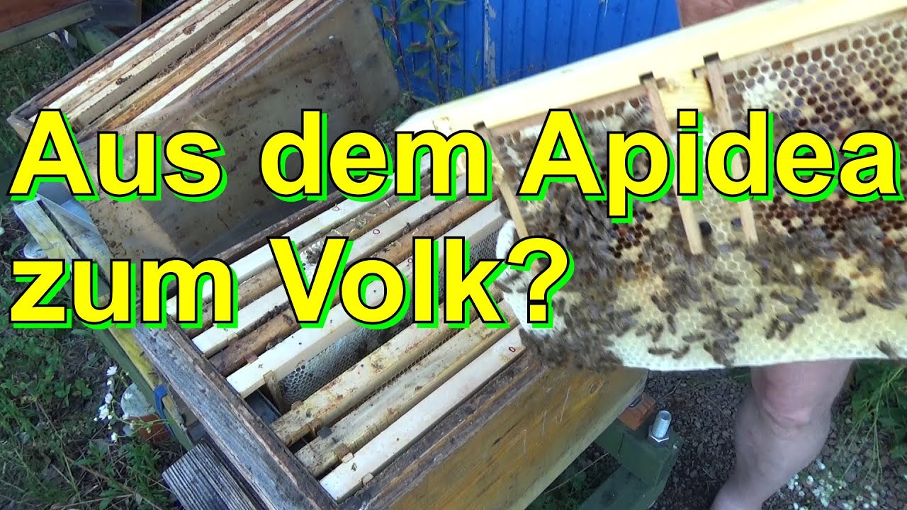 Aus dem Apidea zum Volk
