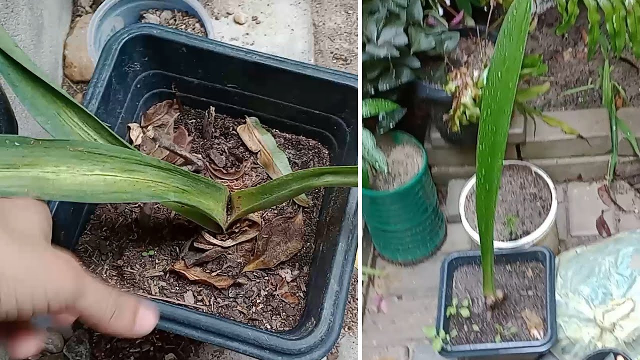 COMO RECUPERAR AMARILIS?