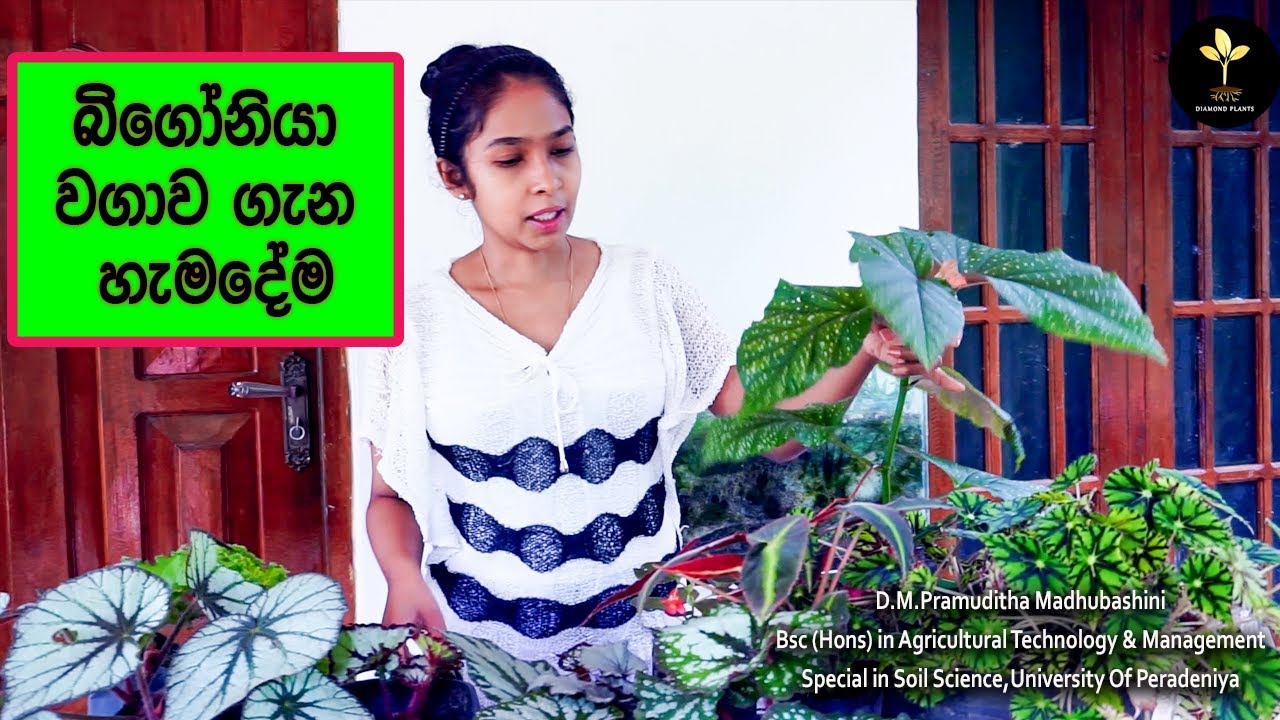 බිගෝනියා වගාව ගැන හැමදේම / Begonia Plant Care / How to Grow and Propagate Begonia in Sinhala 2021
