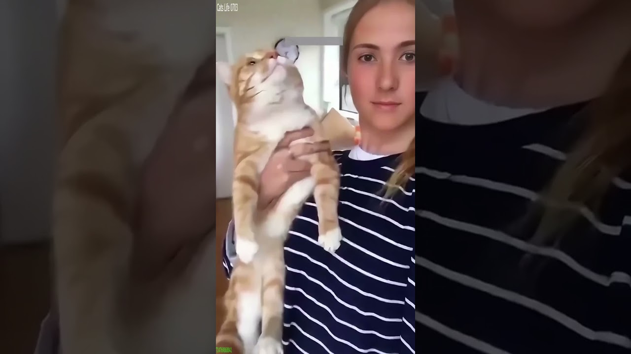 Cat Funny Videos 🙀 kitten meowing call 😻 # #8139