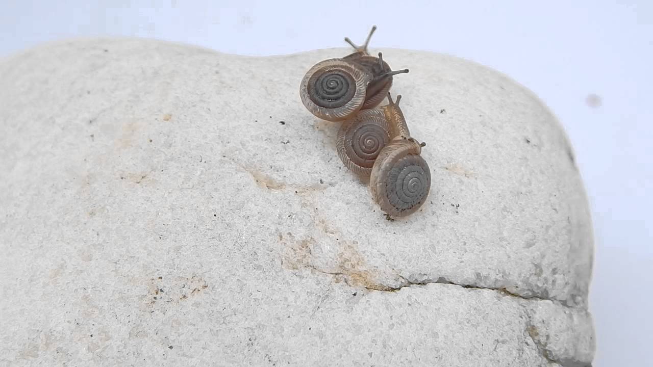 Polygyra cereolus (M&uuml;hlfeld, 1816) Southern Flatcoil