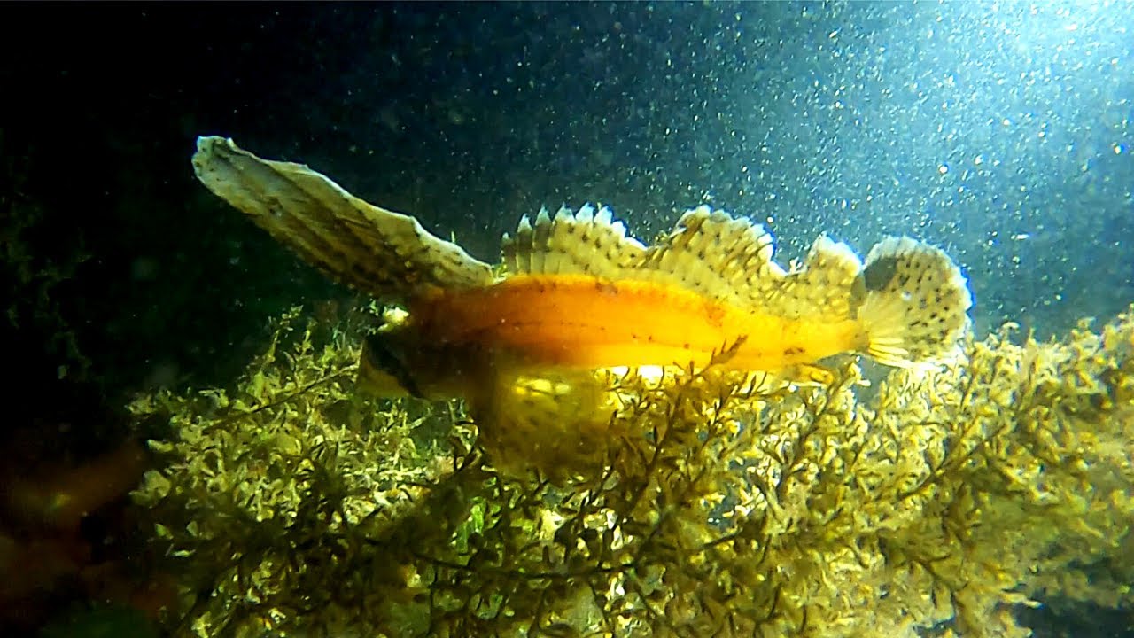 White Rock Pier Night Dive | The Sailfin Sculpin