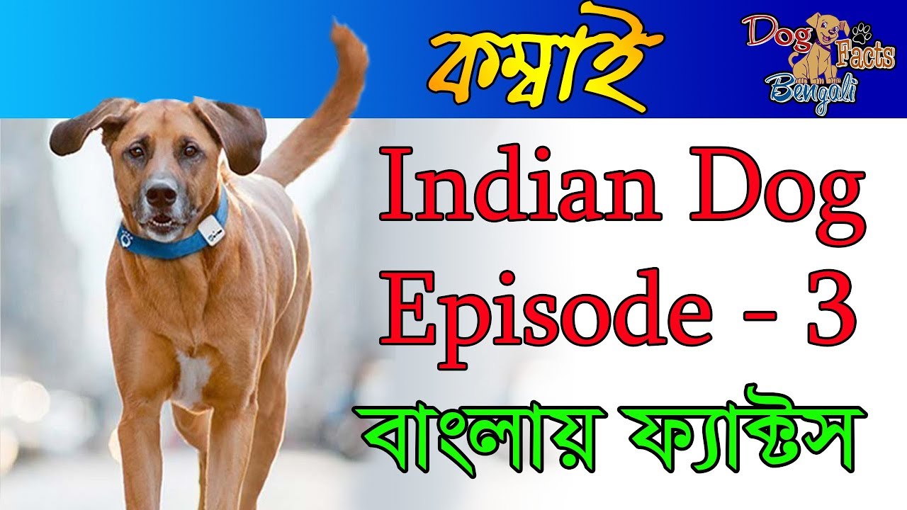 Kombai Dog Facts in Bengali | Indian Dogs | Dog Facts | Dog Facts Bengali