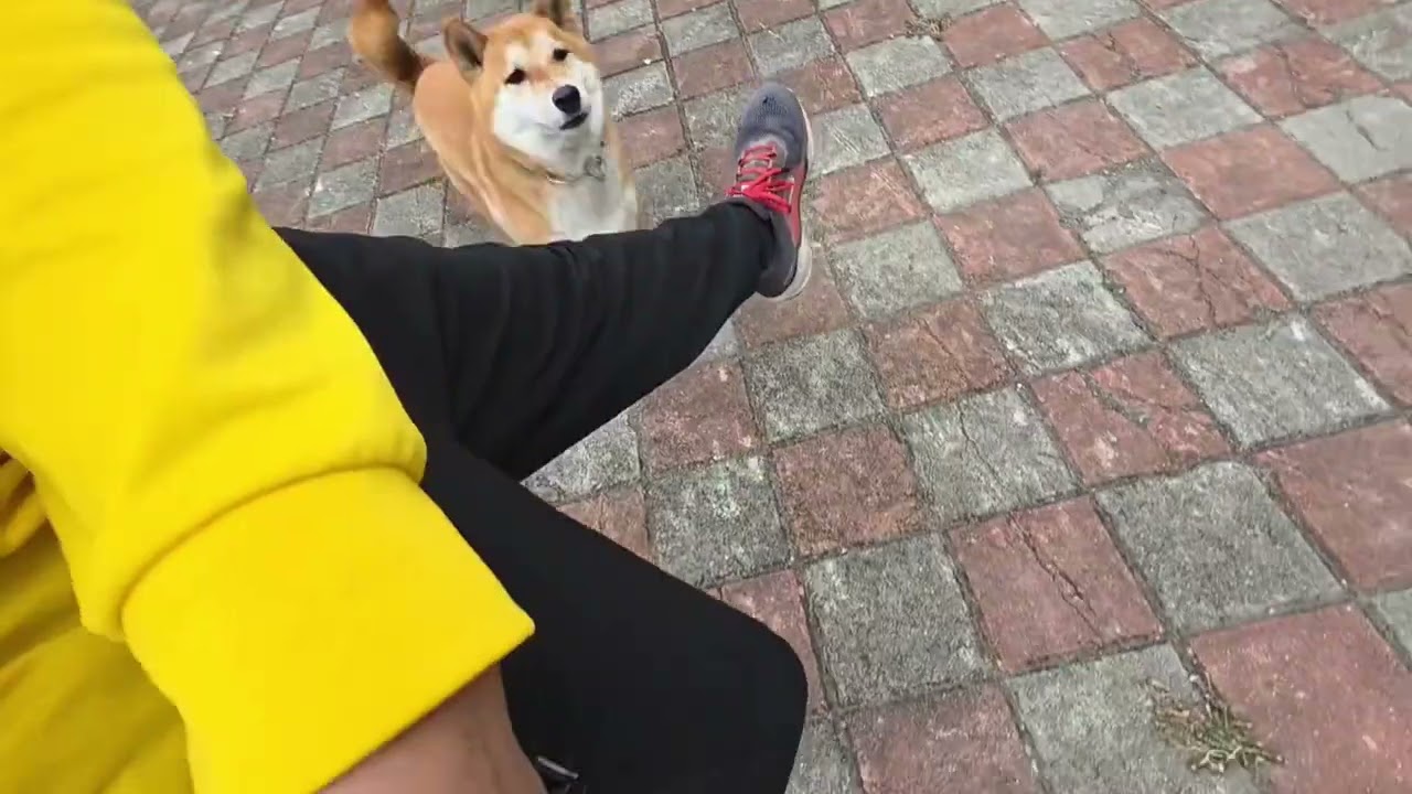 柴犬 豆豆 訓練影片