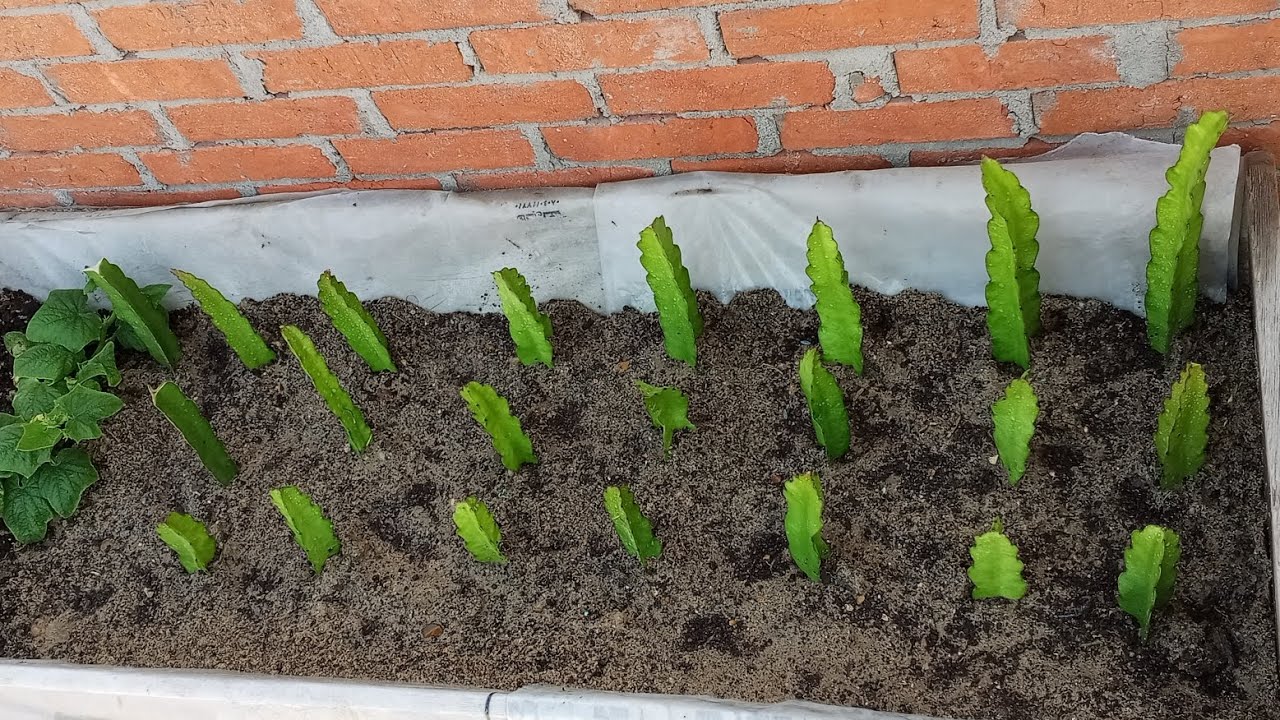 الطريقة الإحترافية لزراعة وتجذير فاكهة التنين🐉🌵