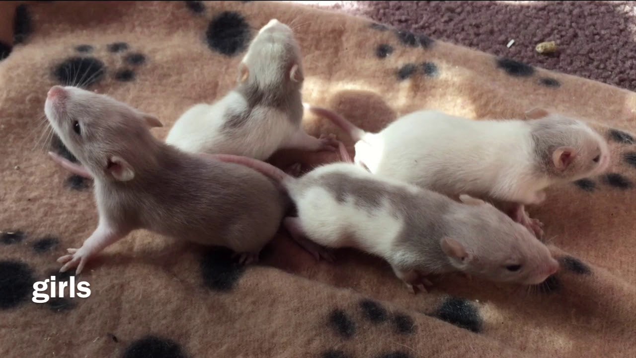 baby rats growing up| Luna’s babies