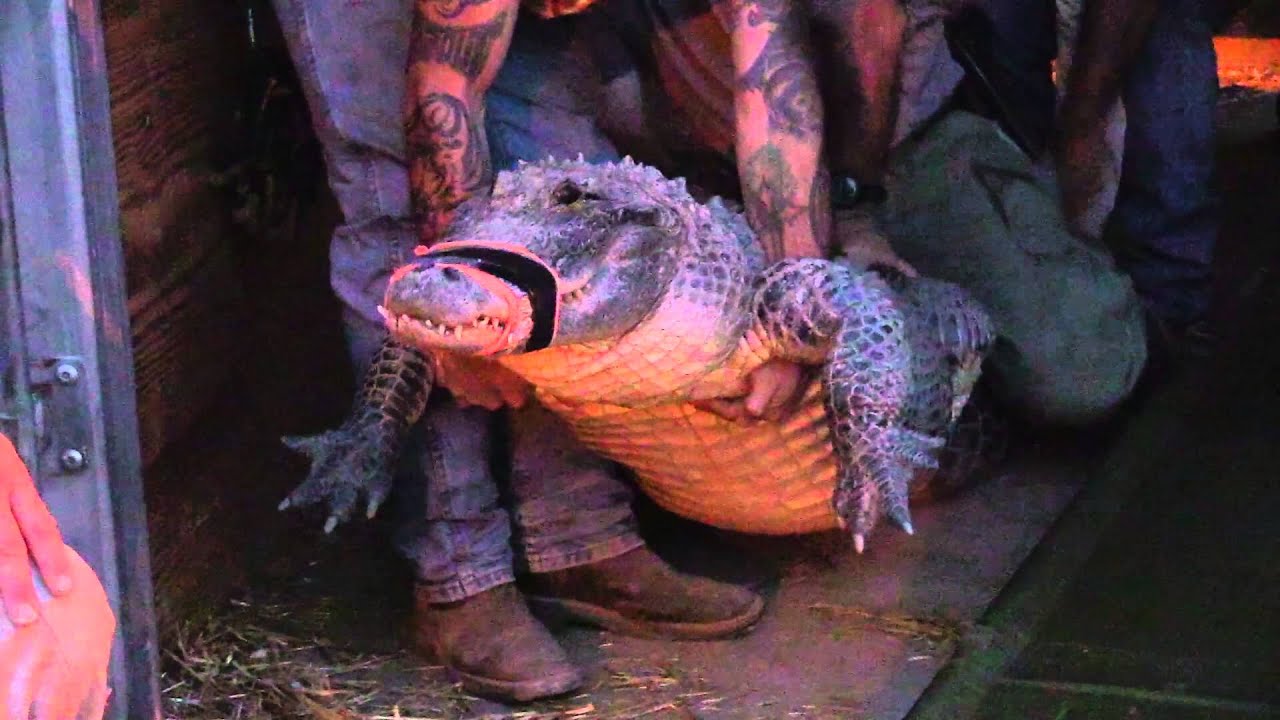 Alligator Move Pt. 2