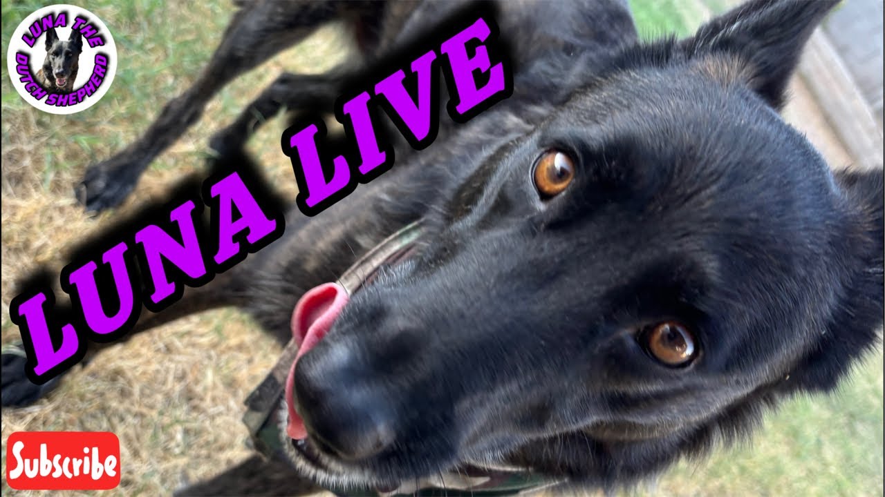 WE HAVE EXCITING NEWS! | LUNA AND FAMILY VARIETY SHOW LIVE