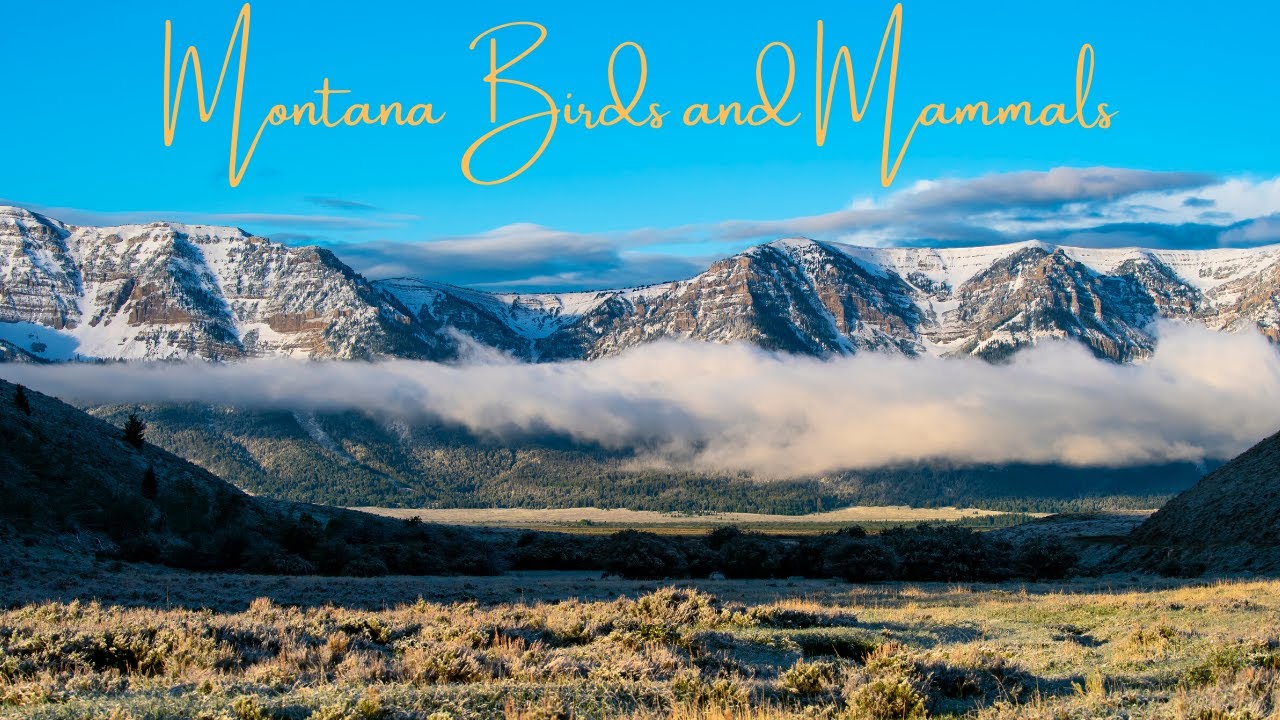 Montana birds and mammals