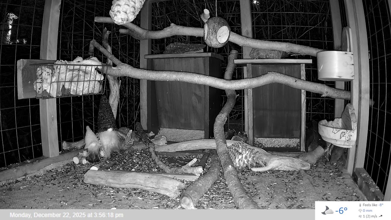 Bird Feeder LIVE