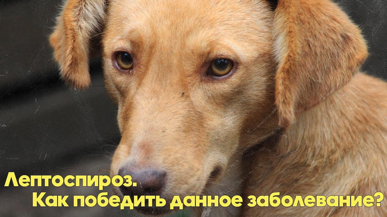 ЛЕПТОСПИРОЗ  - Причины, Симптомы, Диагностика, Лечение, Патология. Советы ветеринарного врача.