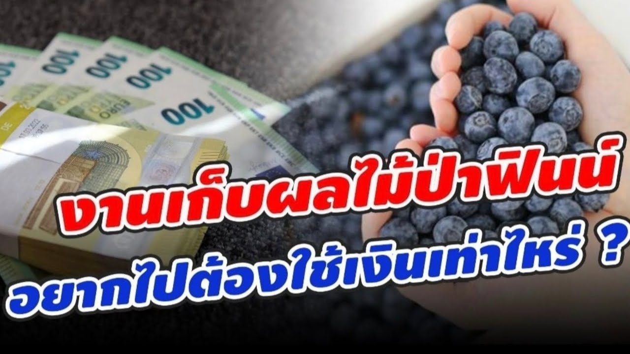 ค่าใช้จ่ายในการเดินทางไปเก็บผลไม้ป่าฟินแลนด์ | เตรียมตัวอย่างไรก่อนไปเก็บผลไม้ป่า | งานเก็บผลไม้ป่า