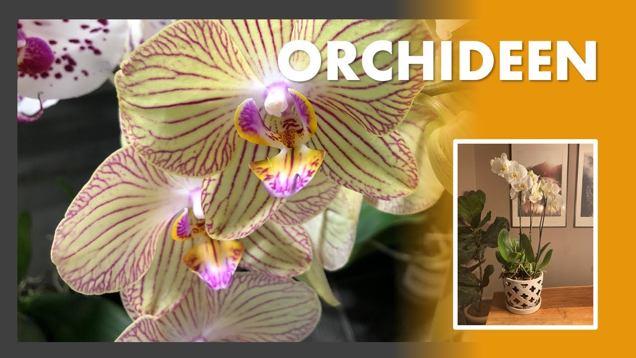 Phalaenopsis Orchidee 🌿💜 Pflege, Giessen, Standort und Wachstumsverhalten - Nachtfalter Orchidee