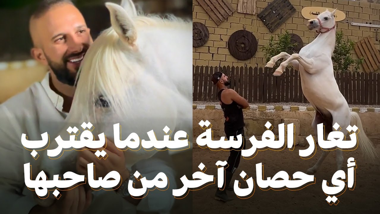 تغار هذه الفرسة عندما يقترب أي حصان آخر من صاحبها