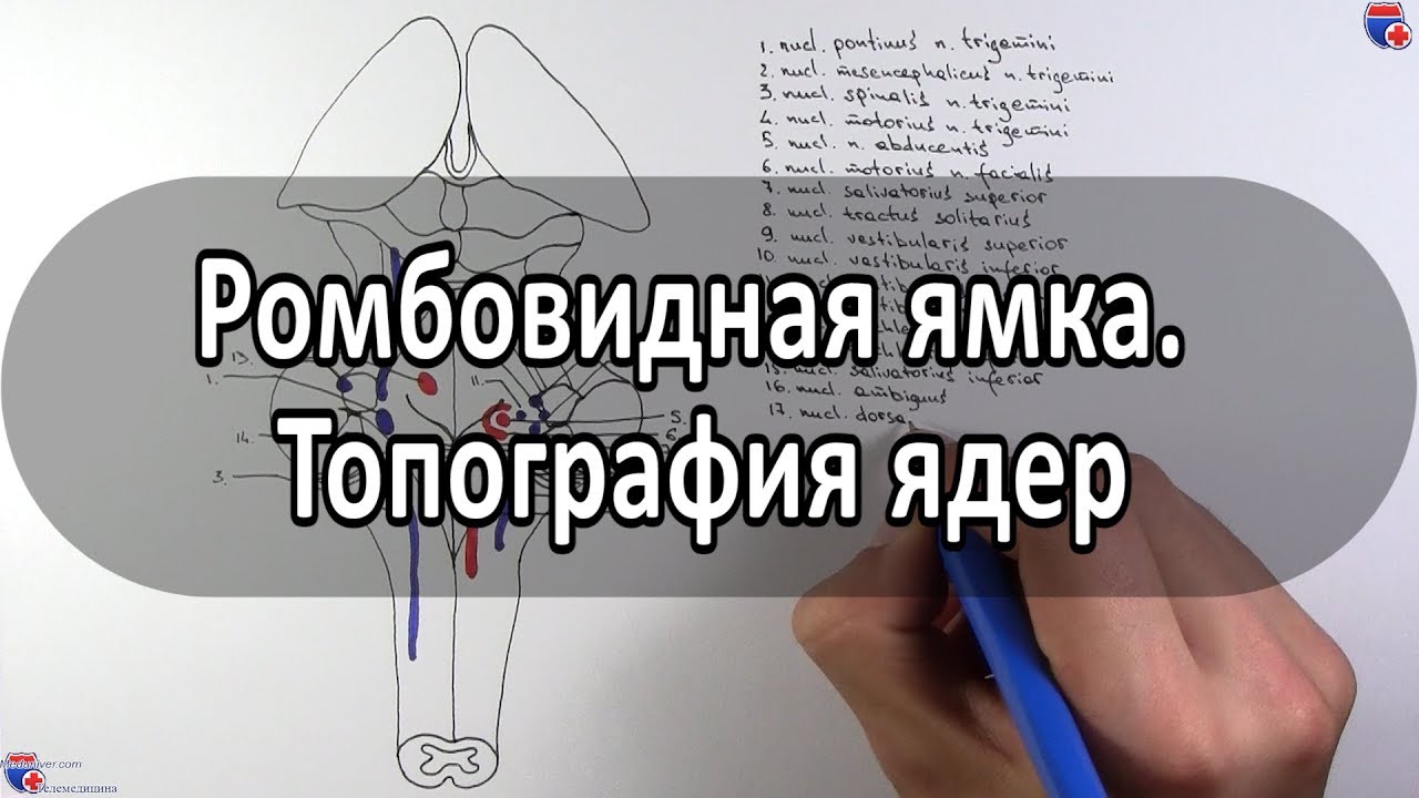 Ромбовидная ямка. Топография ядер черепных нервов - meduniver.com
