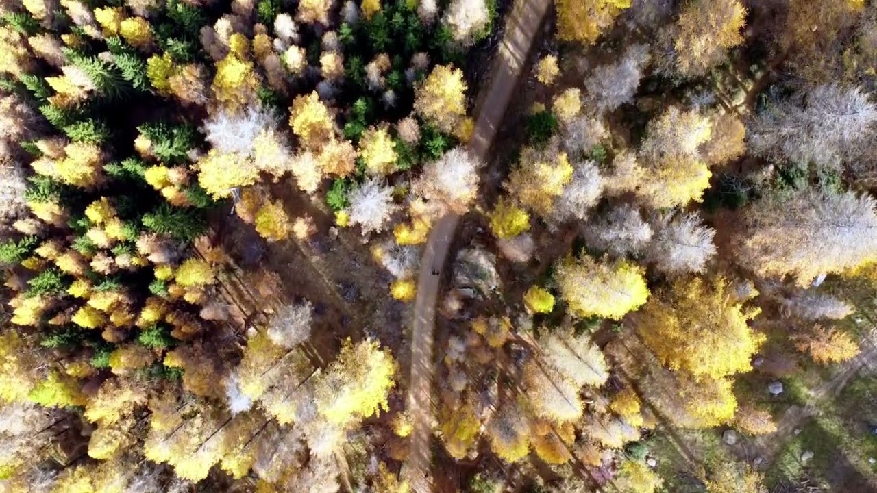Foliage Valle d'Aosta 2023 -  Valgrisenche | 4k Cinematic