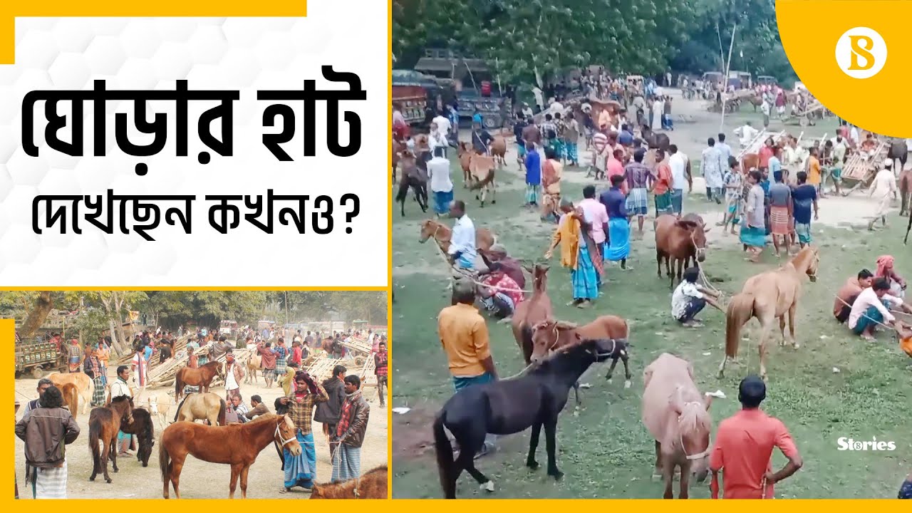 শক্তি পরীক্ষা করেই জামালপুরে ঘোড়া বিকিকিনি | Jamalpur  | The Business Standard