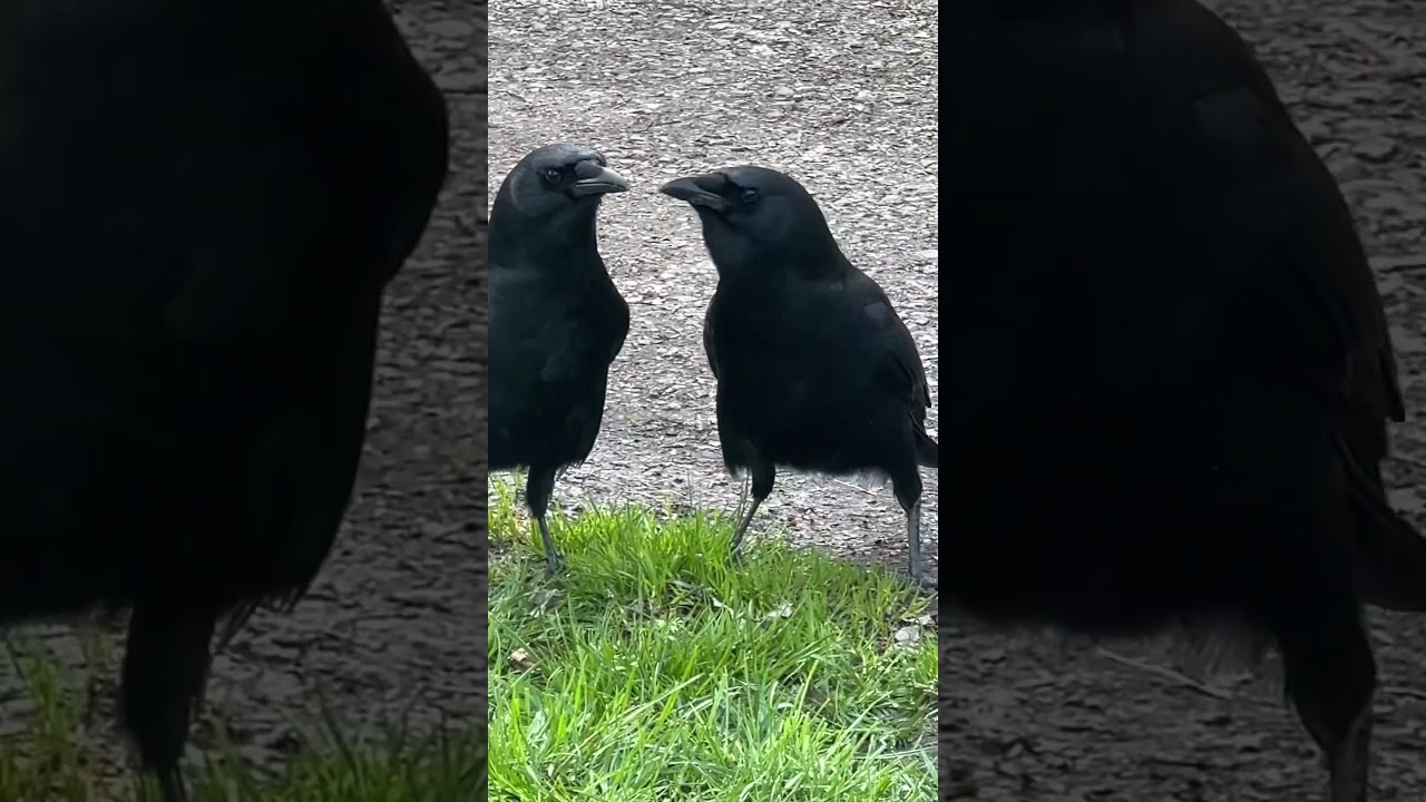 Crow Mates do a little dance when they see each other. #crowlovers #crow